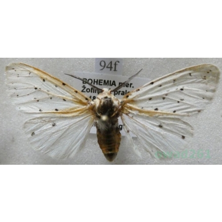 Spilosoma lubricipeda (Linnaeus, 1758) Szewnica miętówka Czech94f